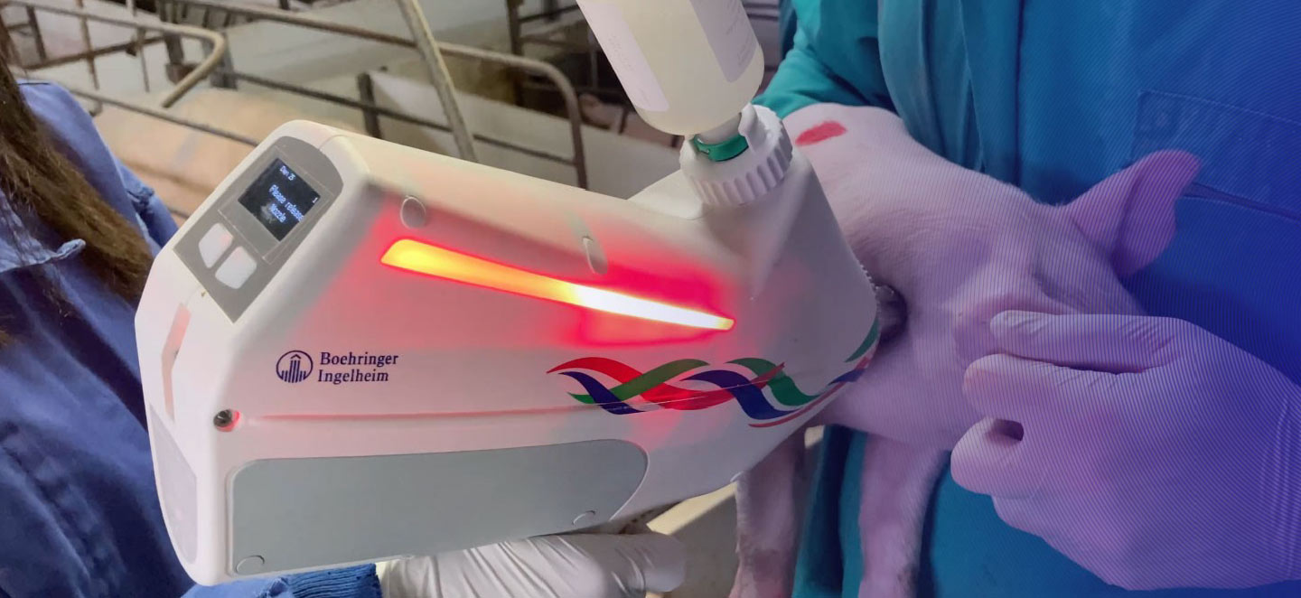 frevax swine vaccination