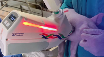 frevax swine vaccination